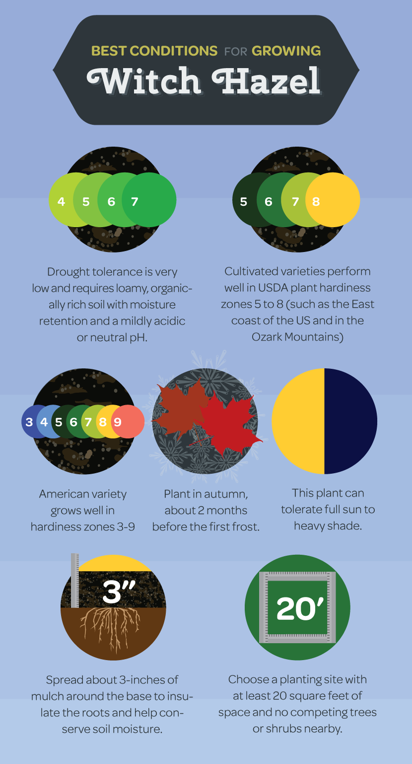 Best Conditions for Growing Witch Hazel - Benefits of Witch Hazel